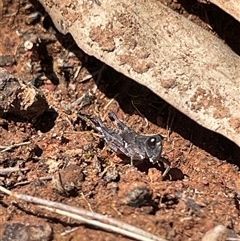 Phaulacridium vittatum (Wingless Grasshopper) at Watson, ACT - 21 Sep 2025 by Lisa.Jok