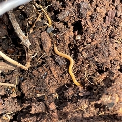 Cormocephalus aurantiipes at Watson, ACT - 21 Sep 2025 by Lisa.Jok