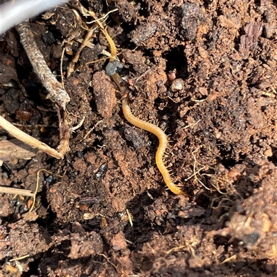 Cormocephalus aurantiipes at Watson, ACT - 21 Sep 2025 by Lisa.Jok