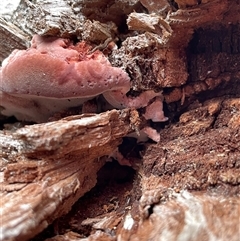 Rhodofomitopsis lilacinogilva (Rhodofomitopsis lilacinogilva) at Watson, ACT - 21 Sep 2025 by Lisa.Jok