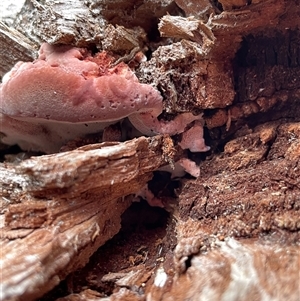 Rhodofomitopsis lilacinogilva (Rhodofomitopsis lilacinogilva) at Watson, ACT - 21 Sep 2025 by Lisa.Jok