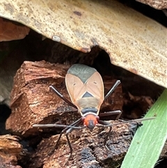 Dysdercus sidae (Pale Cotton Stainer) at Watson, ACT - 21 Sep 2025 by Lisa.Jok