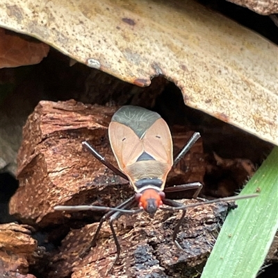 Dysdercus sidae (Pale Cotton Stainer) at Watson, ACT - 21 Sep 2025 by Lisa.Jok