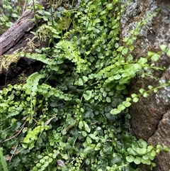 Asplenium flabellifolium (Necklace Fern) at Watson, ACT - 21 Sep 2025 by Lisa.Jok
