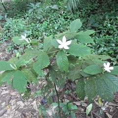 Atractocarpus hirtus (hairy indigenous gardenia) at Syndicate, QLD - 4 Sep 2016 by JasonPStewartNMsnc2016