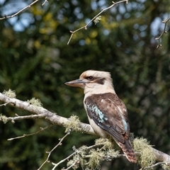 Dacelo novaeguineae (Laughing Kookaburra) at Penrose, NSW - 21 Sep 2025 by Aussiegall