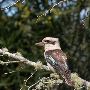 Dacelo novaeguineae (Laughing Kookaburra) at Penrose, NSW - 21 Sep 2025 by Aussiegall