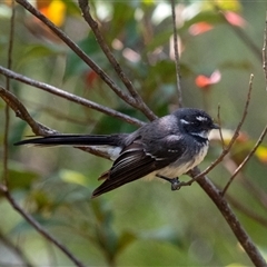 Rhipidura albiscapa (Grey Fantail) at Penrose, NSW - 21 Sep 2025 by Aussiegall