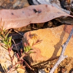 Maratus scutulatus (A jumping spider) at Buxton, NSW - 15 Sep 2025 by poida84