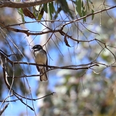Rhipidura albiscapa (Grey Fantail) at Watson, ACT - 21 Sep 2025 by rhyshardy