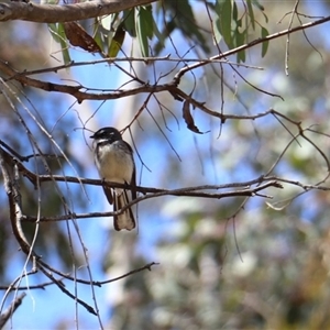 Rhipidura albiscapa (Grey Fantail) at Watson, ACT - 21 Sep 2025 by rhyshardy