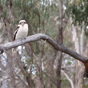 Dacelo novaeguineae (Laughing Kookaburra) at Kenny, ACT - 21 Sep 2025 by rhyshardy