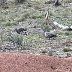 Phaps chalcoptera (Common Bronzewing) at Watson, ACT - 20 Sep 2025 by rhyshardy