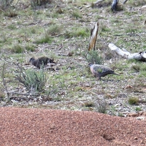 Phaps chalcoptera (Common Bronzewing) at Watson, ACT - 20 Sep 2025 by rhyshardy