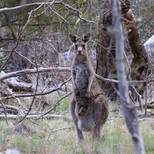 Macropus giganteus (Eastern Grey Kangaroo) at Watson, ACT - 21 Sep 2025 by rhyshardy