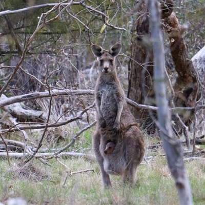 Macropus giganteus (Eastern Grey Kangaroo) at Watson, ACT - 21 Sep 2025 by rhyshardy