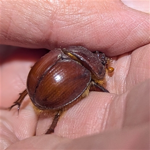 Bolboceratinae (sub-family) (An earth-boring dung beetle) at The Pilliga, NSW - 21 Sep 2025 by HelenCross