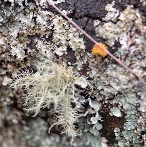 Usnea sp. (genus) at Olinda, VIC - 21 Sep 2025 by Hejor1
