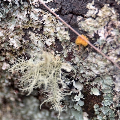 Usnea sp. (genus) at Olinda, VIC - 21 Sep 2025 by Hejor1