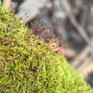 Bryaceae (family) at Olinda, VIC - 21 Sep 2025 by Hejor1