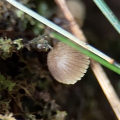 Mycena sp. (genus) at Olinda, VIC - 21 Sep 2025 by Hejor1