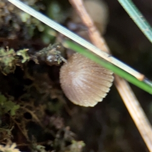 Mycena sp. (genus) at Olinda, VIC - 21 Sep 2025 by Hejor1