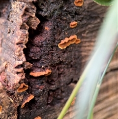Stereum sp. at Olinda, VIC - 21 Sep 2025 by Hejor1