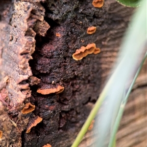Stereum sp. at Olinda, VIC - 21 Sep 2025 by Hejor1