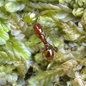 Monomorium / Chelaner (genus group) at Olinda, VIC - 21 Sep 2025 by Hejor1