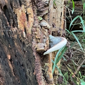 zz Polypore (shelf/hoof-like) at Olinda, VIC - 21 Sep 2025 by Hejor1