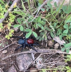 Missulena occatoria (Red-headed Mouse Spider) at Strathnairn, ACT - 21 Sep 2025 by W