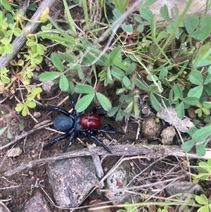 Missulena occatoria (Red-headed Mouse Spider) at Strathnairn, ACT - 21 Sep 2025 by W