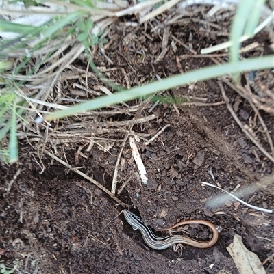 Ctenotus taeniolatus (Copper-tailed Skink) at Watson, ACT - 21 Sep 2025 by MPW
