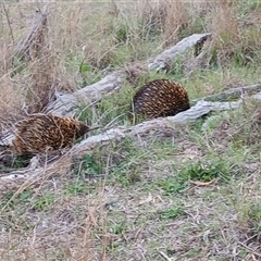 Tachyglossus aculeatus (Short-beaked Echidna) at Watson, ACT - 21 Sep 2025 by MPW