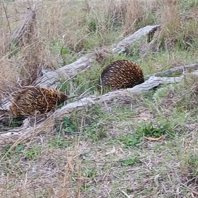 Tachyglossus aculeatus (Short-beaked Echidna) at Watson, ACT - 21 Sep 2025 by MPW