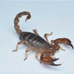 Urodacus manicatus (Black Rock Scorpion) at Acton, ACT - 21 Sep 2025 by NateKingsford