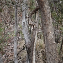 Cormobates leucophaea (White-throated Treecreeper) at Bywong, NSW - 21 Sep 2025 by mroseby
