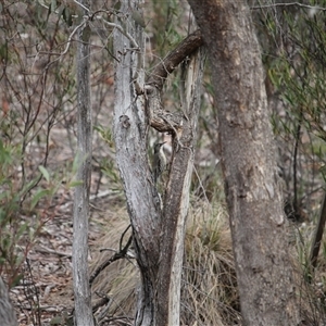 Cormobates leucophaea (White-throated Treecreeper) at Bywong, NSW - 21 Sep 2025 by mroseby