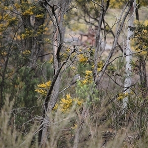 Cacomantis flabelliformis (Fan-tailed Cuckoo) at Bywong, NSW - 21 Sep 2025 by mroseby