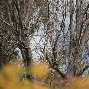 Todiramphus sanctus (Sacred Kingfisher) at Bywong, NSW - 21 Sep 2025 by mroseby