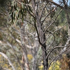 Petroica phoenicea (Flame Robin) at Bywong, NSW - 21 Sep 2025 by mroseby