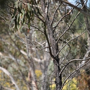 Petroica phoenicea (Flame Robin) at Bywong, NSW - 21 Sep 2025 by mroseby