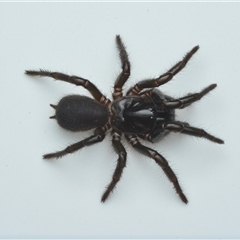 Atrax yorkmainorum (Funnel-web spider) at Kambah, ACT - 21 Sep 2025 by NateKingsford