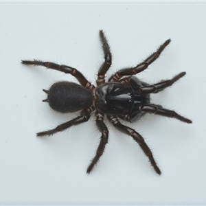 Atrax yorkmainorum (Funnel-web spider) at Kambah, ACT - 21 Sep 2025 by NateKingsford