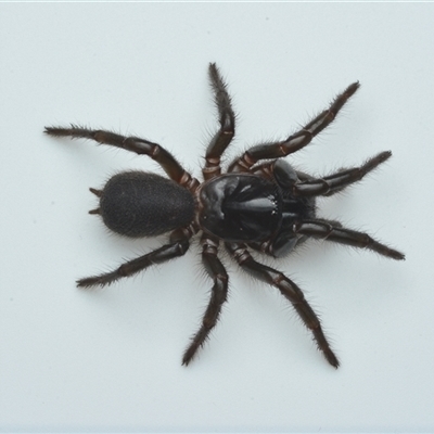 Atrax yorkmainorum (Funnel-web spider) at Kambah, ACT - 21 Sep 2025 by NateKingsford
