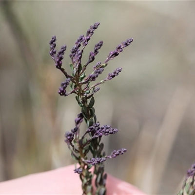 Comesperma ericinum (Heath Milkwort) at Bywong, NSW - 21 Sep 2025 by mroseby