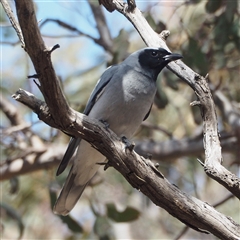 Coracina novaehollandiae (Black-faced Cuckooshrike) at Acton, ACT - 21 Sep 2025 by David