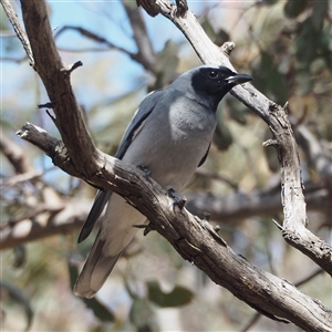 Coracina novaehollandiae (Black-faced Cuckooshrike) at Acton, ACT - 21 Sep 2025 by David