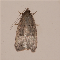 Eulechria convictella (Eulechria convictella) at Freshwater Creek, VIC - 2 Sep 2025 by WendyEM