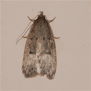 Eulechria convictella at Freshwater Creek, VIC - 2 Sep 2025 10:45 PM